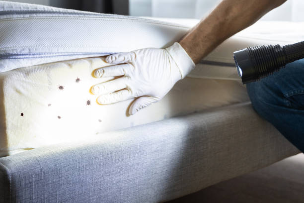 Best Local Pest Control Services  in Glenpool, OK