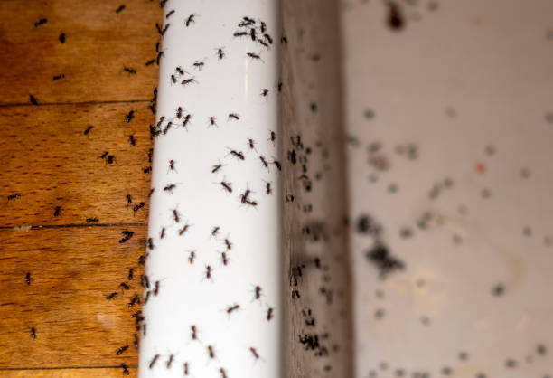 Best Pest Inspection Near Me  in Glenpool, OK